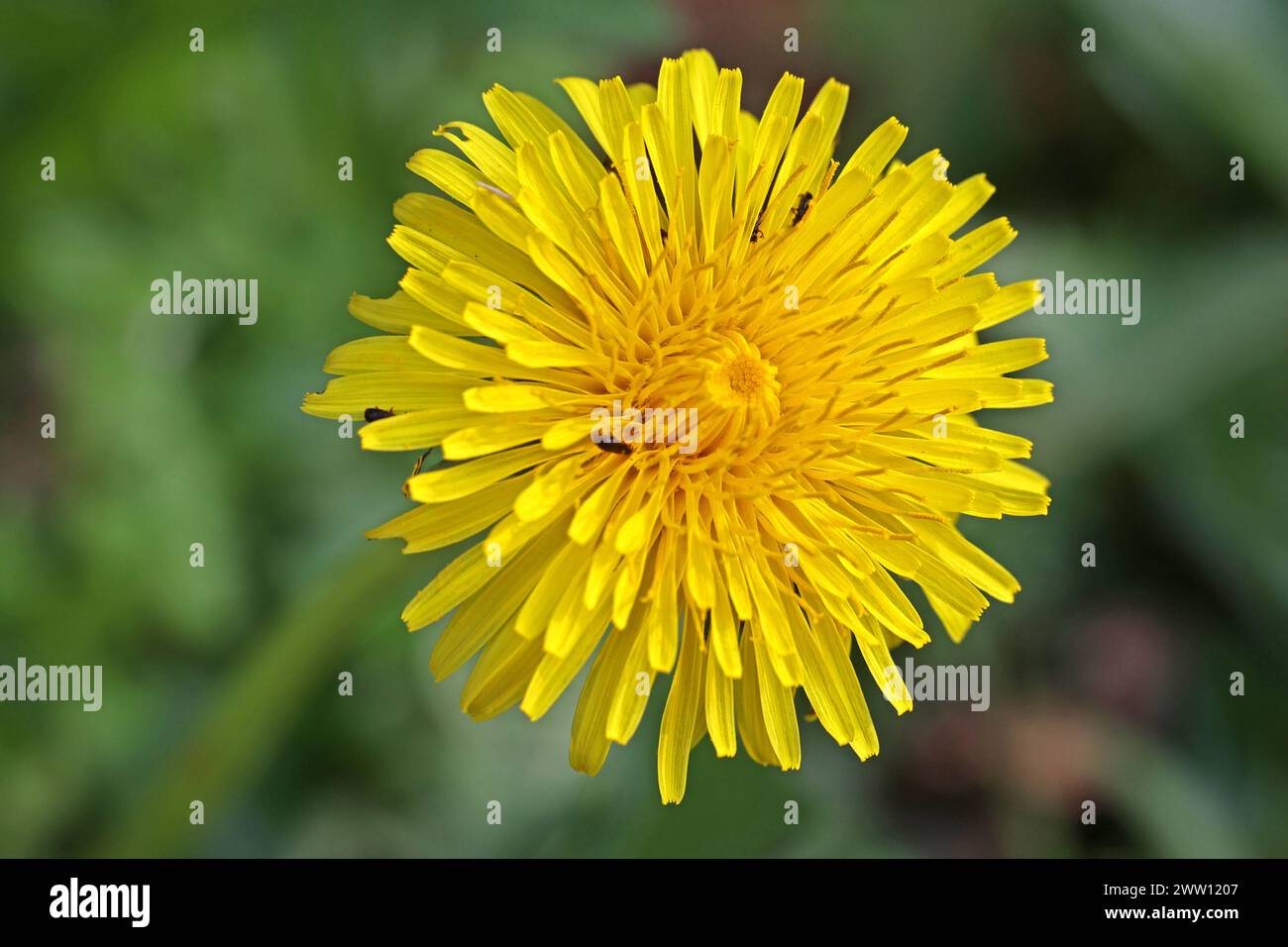 Pionierpflanzen zur Blütezeit die Blüte des gewöhnlichen Löwenzahn *** piante pionieristiche durante la fioritura la fioritura del dente di leone comune Foto Stock