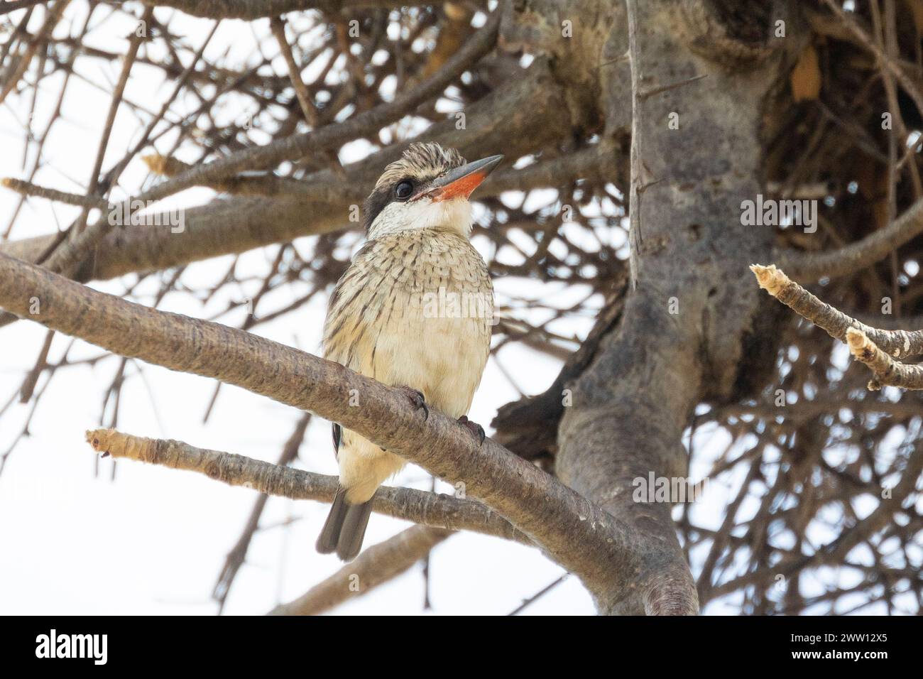 Kingfisher a righe (Halcyon chelicuti chelicuti), Limpopo, Sudafrica, arroccato sul ramo dell'albero di Baobab Foto Stock