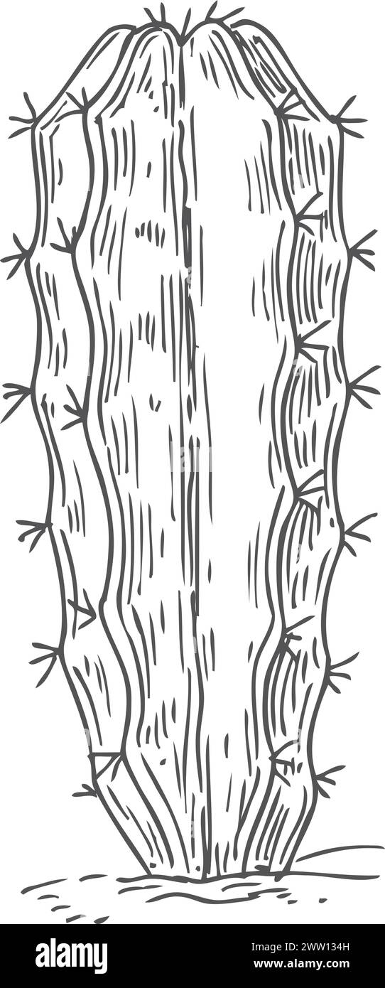 Schizzo del cactus del deserto. Pianta di cactus disegnata a mano Illustrazione Vettoriale