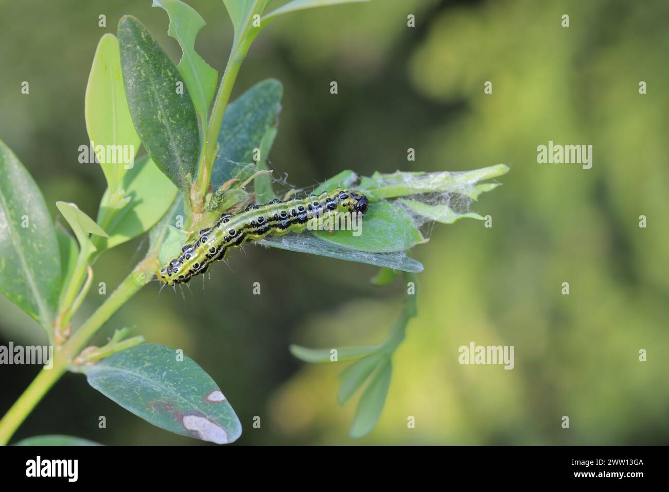 Bruco di Cydalima perspectalis, noto come falena degli alberi a scatola. Foto Stock