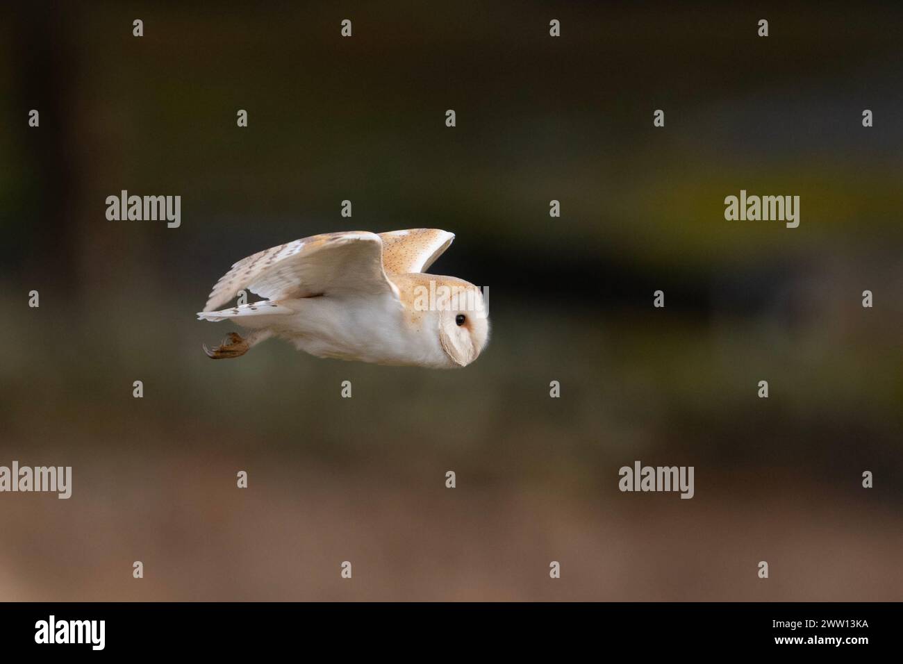 Barn Owl (Tyto alba) in volo nel parco nazionale del Peak District, Inghilterra Foto Stock