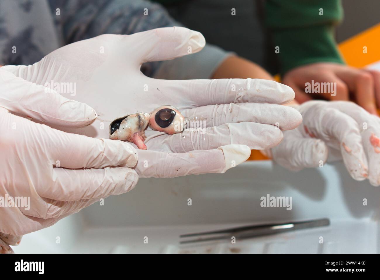 Dissezione dell'occhio di Una mucca - nervo ottico e occhio chiaramente visibile, patologia Foto Stock