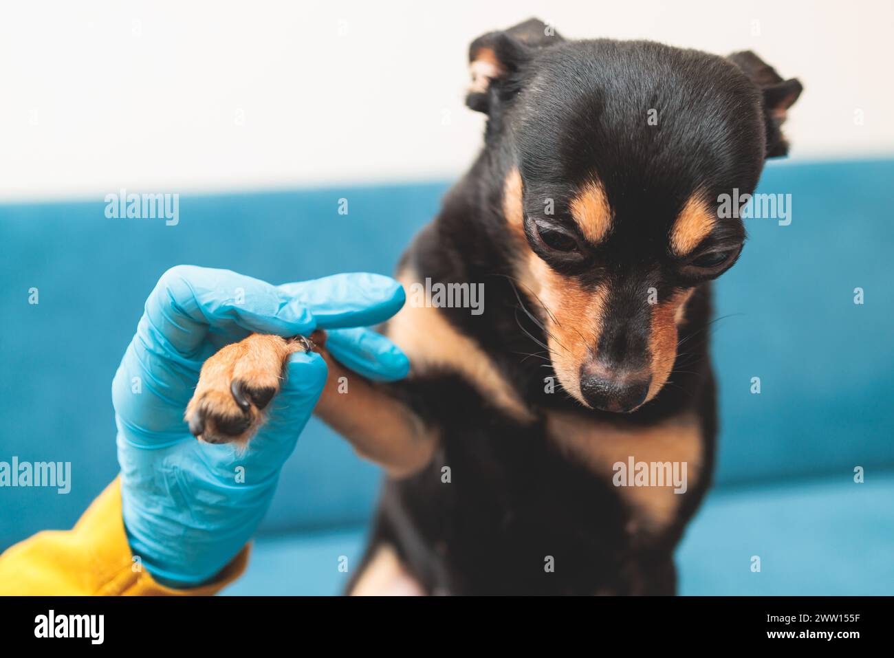 Processo di taglio chiodi artiglio cane di una piccola razza di cane con uno strumento tagliaunghie, veterinario specialista che tiene piccolo cane nero, vista ravvicinata del cane Foto Stock