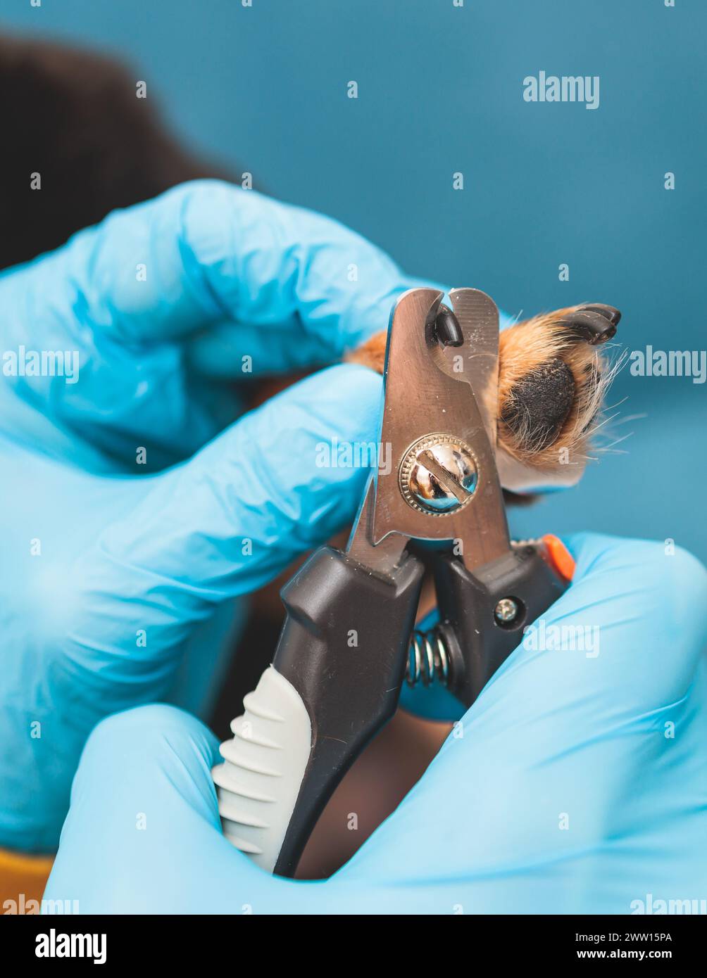 Processo di taglio chiodi artiglio cane di una piccola razza di cane con uno strumento tagliaunghie, veterinario specialista che tiene piccolo cane nero, vista ravvicinata del cane Foto Stock