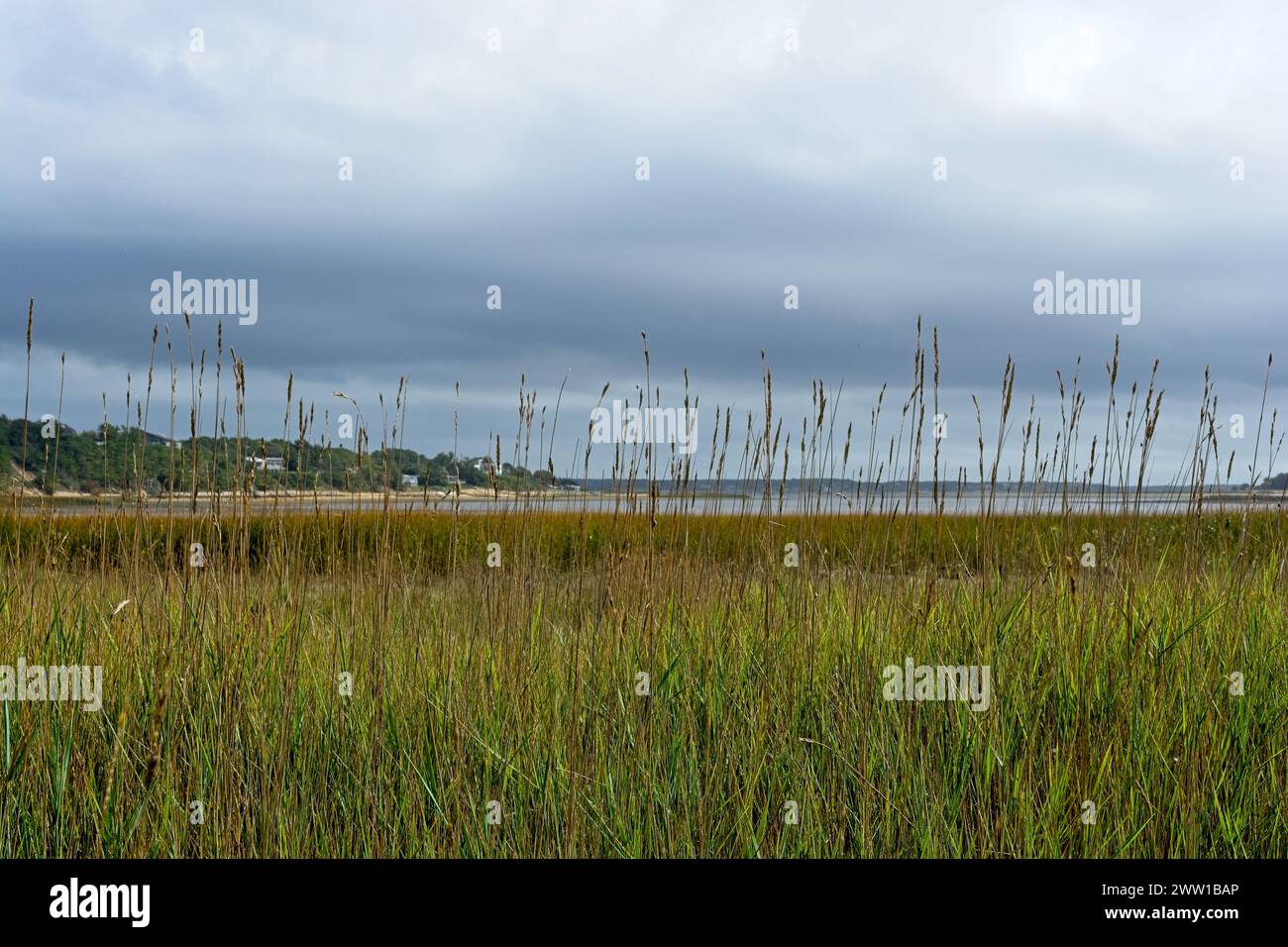 I gambi d'erba da spiaggia americana color autunno raggiungono il cielo, prima delle piane di marea, il lontano porto di Wellfleet sotto il cielo moodico Foto Stock