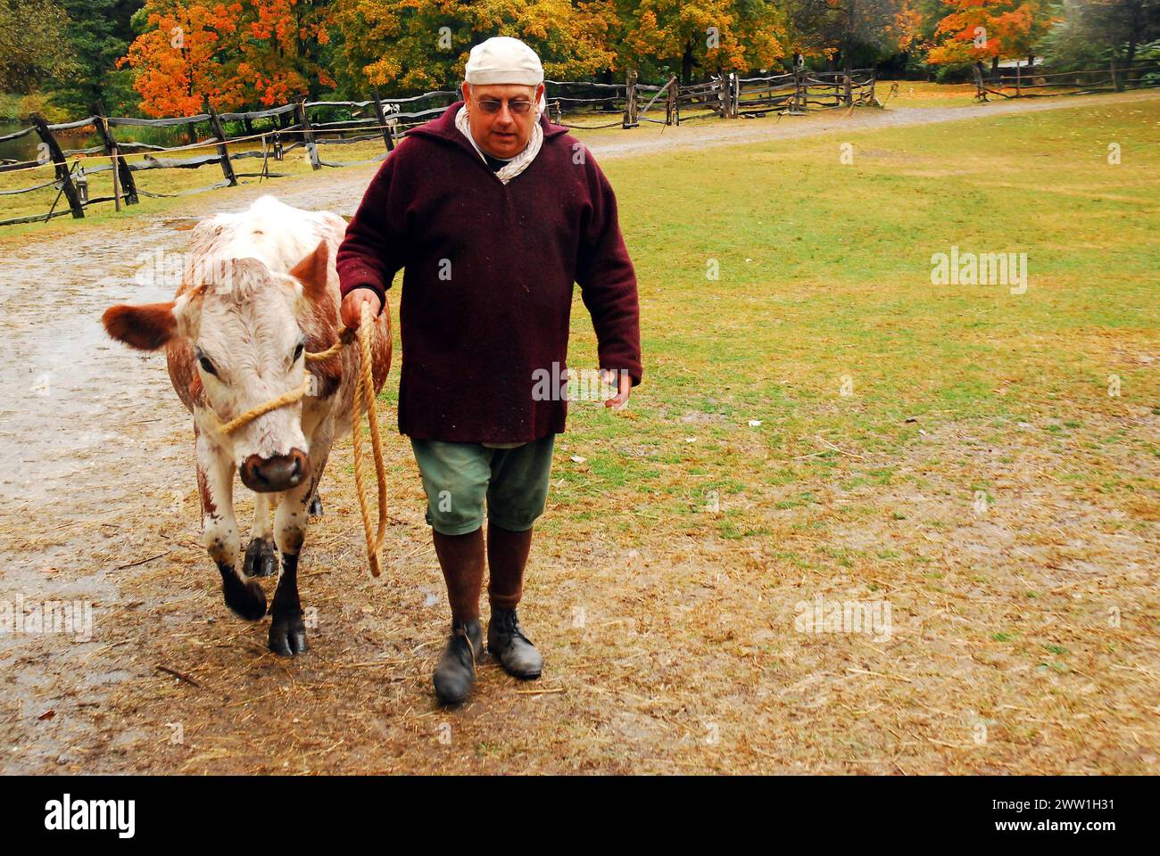 La mucca viene portata per il latte da un contadino in costume in un giorno d'autunno in una fattoria casearia ricreata, Phillipsburg Manor, Sleepy Hollow, New York Foto Stock