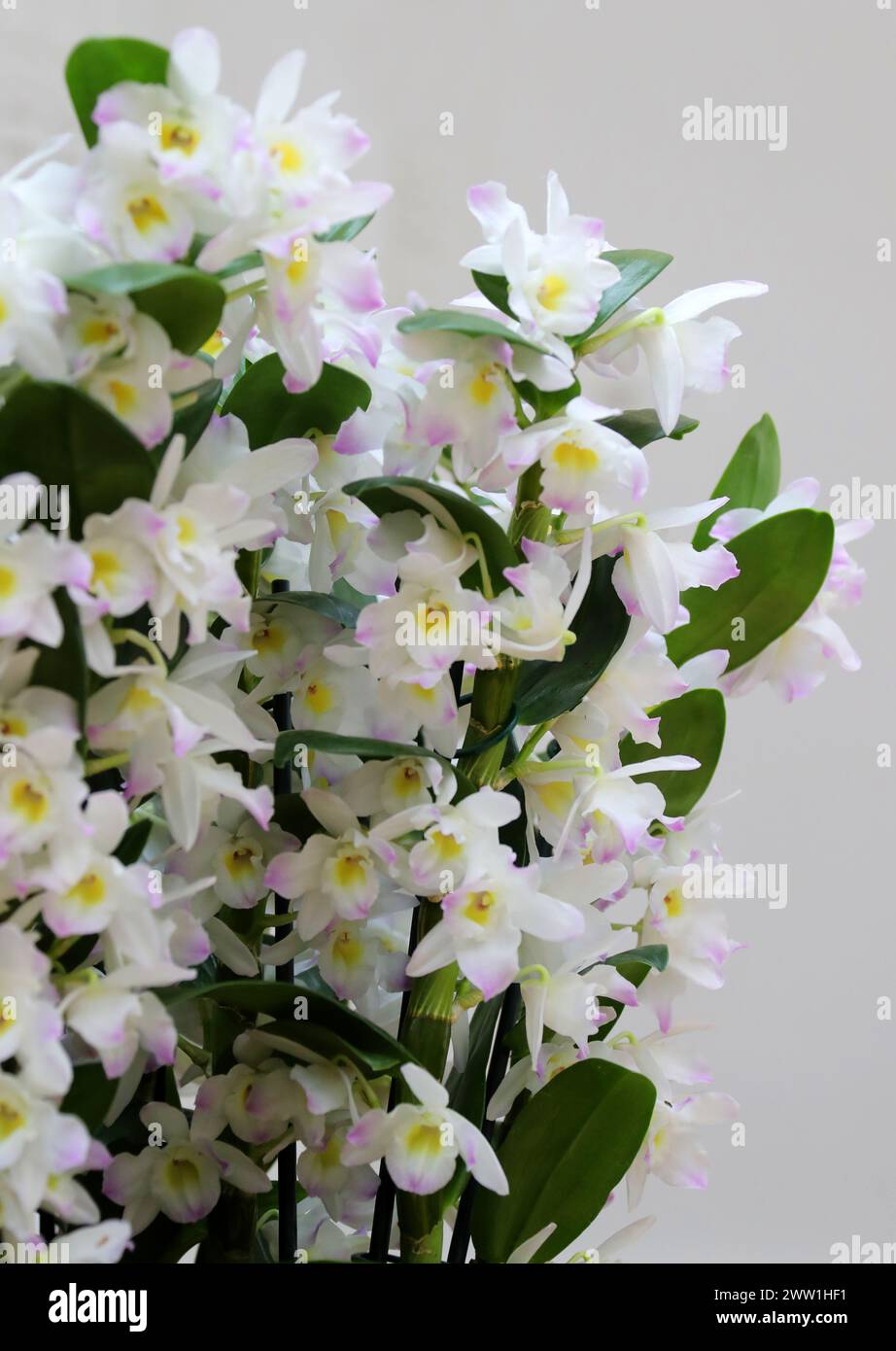 Orchidea, Dendrobium mild Yumi, Dendrobiinae, Orchidaceae. Il Dendrobium è un genere di orchidee per lo più epifitiche e litofisiche della famiglia delle Orchidaceae. Foto Stock
