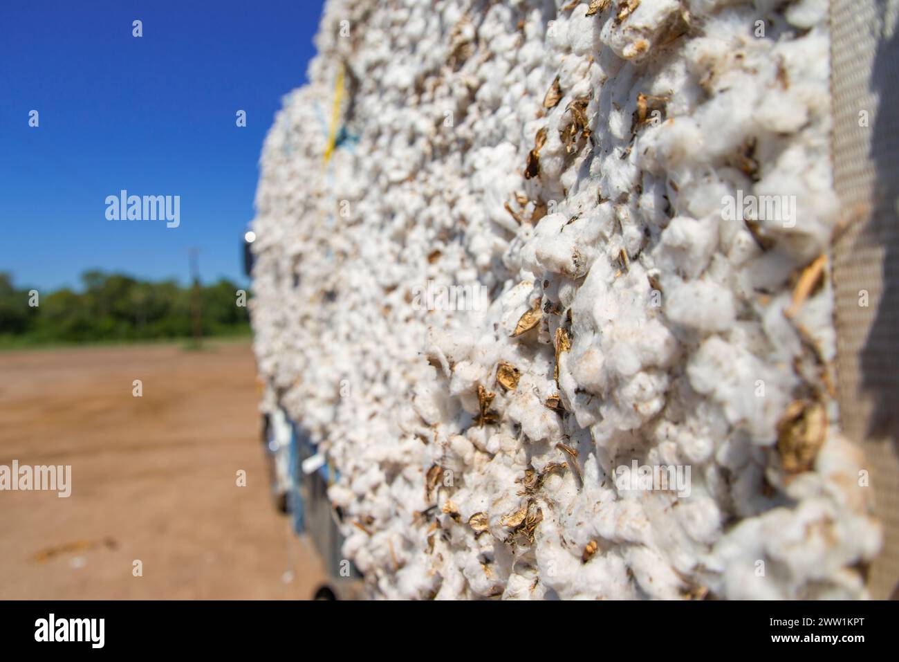 Produzione di cotone pronta per essere spedita in fabbrica con camion. Foto Stock