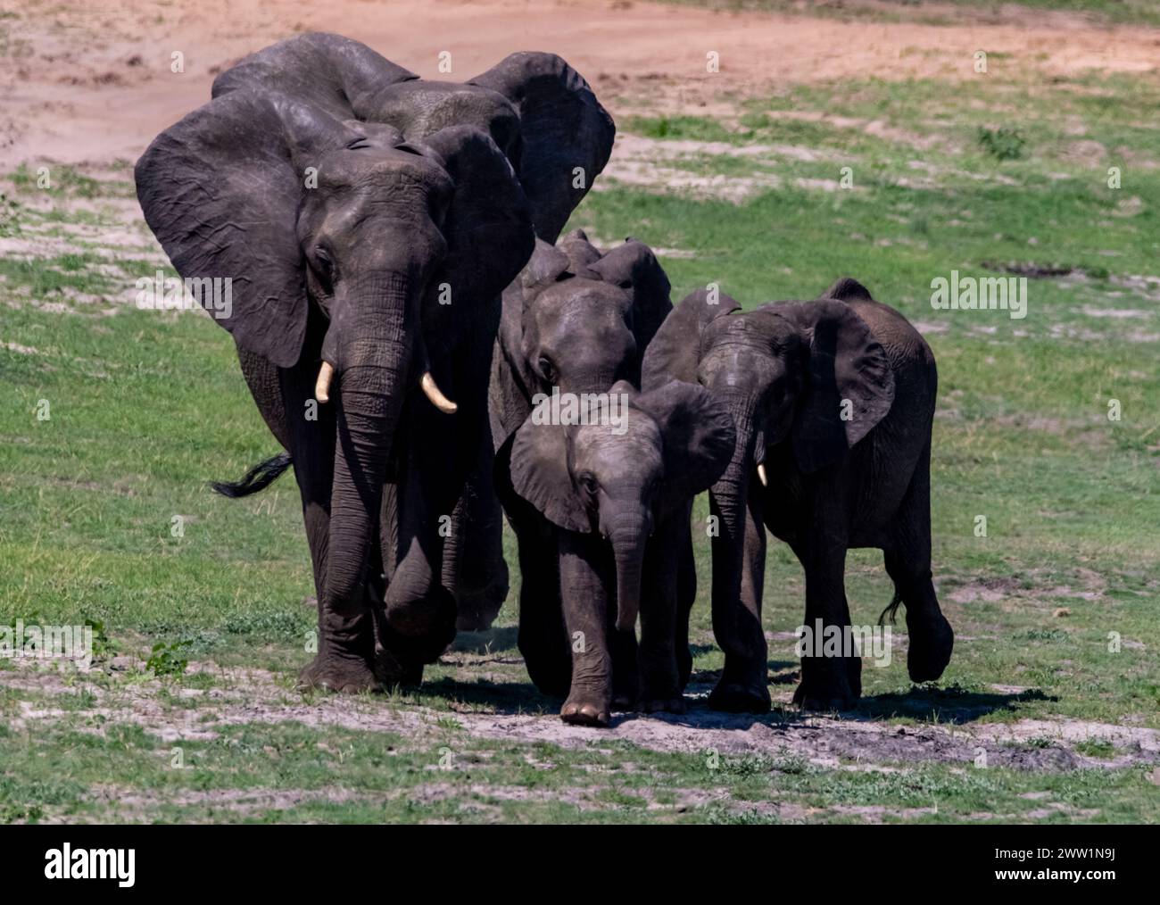 Famiglia di elefanti in movimento, Chobe National Park, Botswana Foto Stock