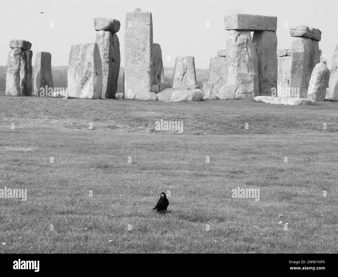 Crow e Stonehenge Foto Stock