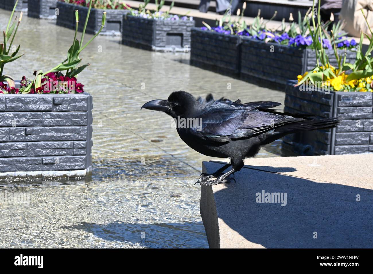 Corvo a becco grosso o corvo della giungla (Hashibuto Karasu) vicino a una fontana nel Parco di Ueno - Taito, Tokyo, Giappone - 28 febbraio 2024 Foto Stock