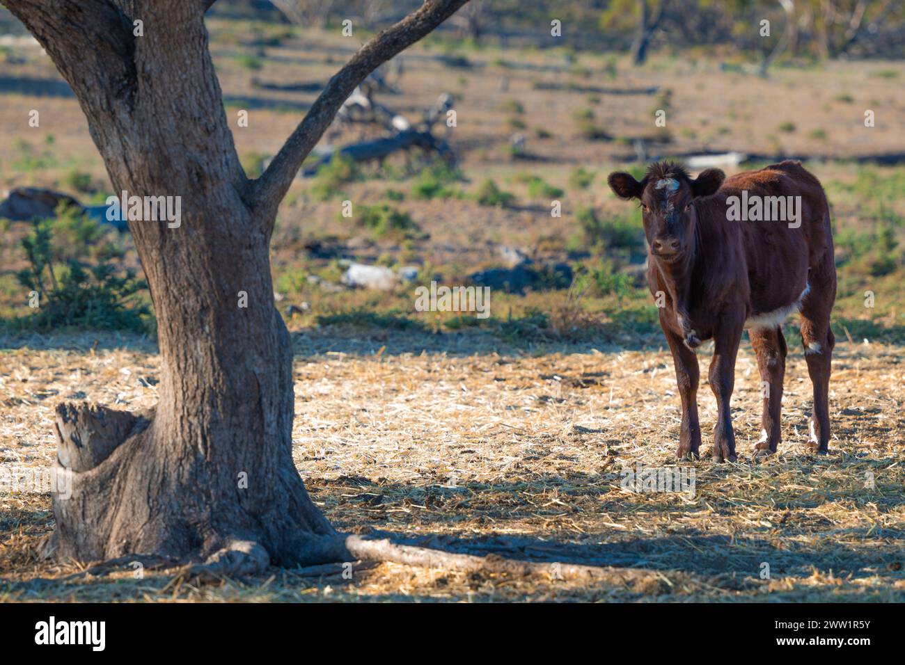 Un vitello curioso si trova sotto l'ombra di un albero, con il sole che getta un bagliore morbido sulla savana. Foto Stock