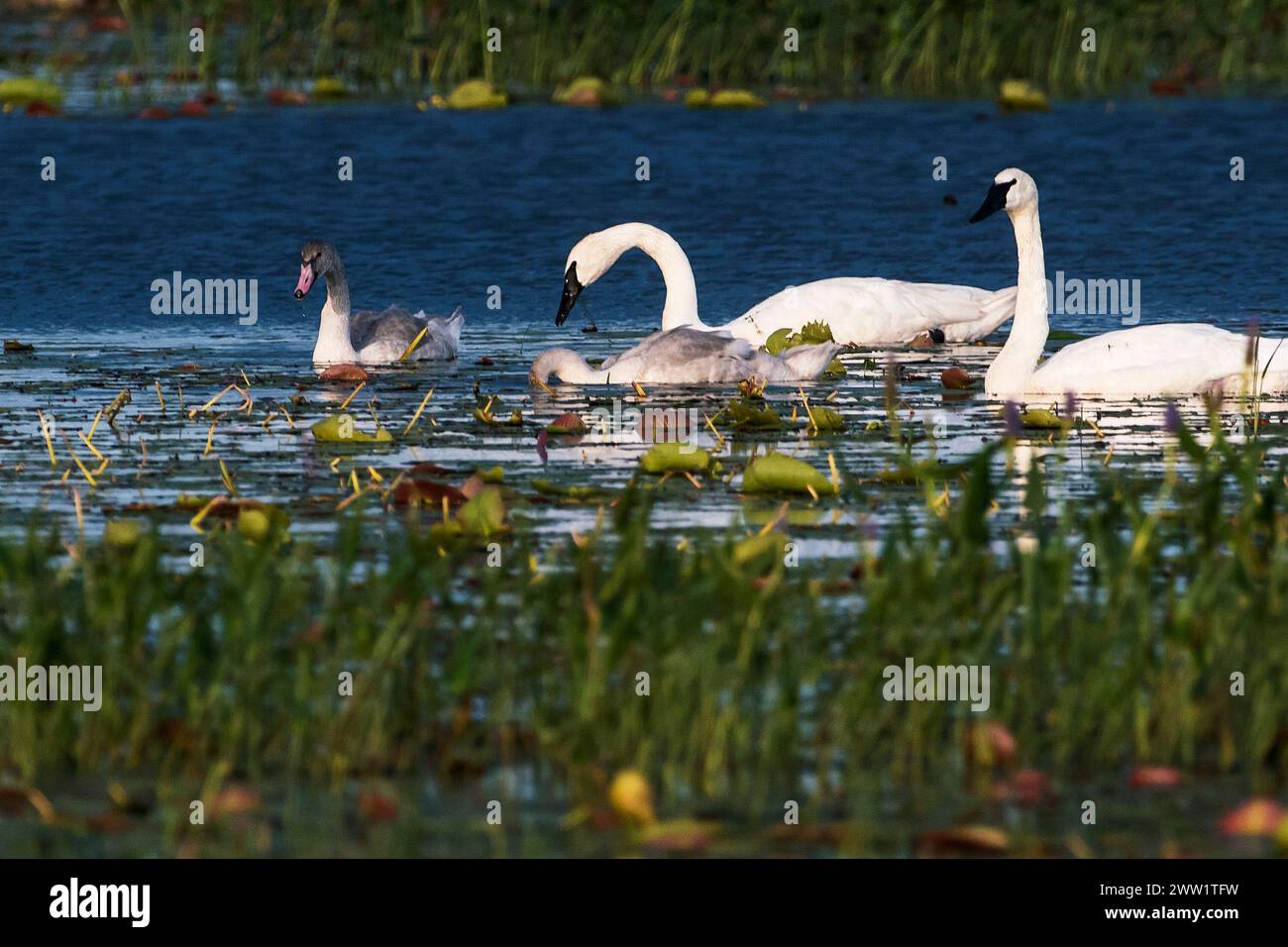 Coppia di cigni trombettieri con cignetti Foto Stock
