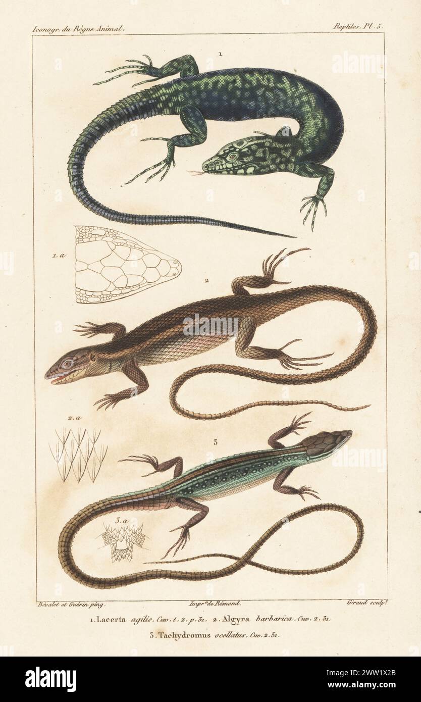 Lucertola di sabbia, Lacerta agilis 1, psammodromus algerino, Psammodromus algirus 2, e lucertola di erba asiatica, Takydromus sexlineatus 3. Incisione a mano su lastra di rame di Eugene Giraud dopo un'illustrazione di Felix-Edouard Guérin-Méneville e Louis Victor Bévalet da Iconographie du règne Animal de George Cuvier di Guérin-Méneville, Iconography of the Animal Kingdom di George Cuvier, J. B. Bailliere, Parigi, 1829-1844. Foto Stock