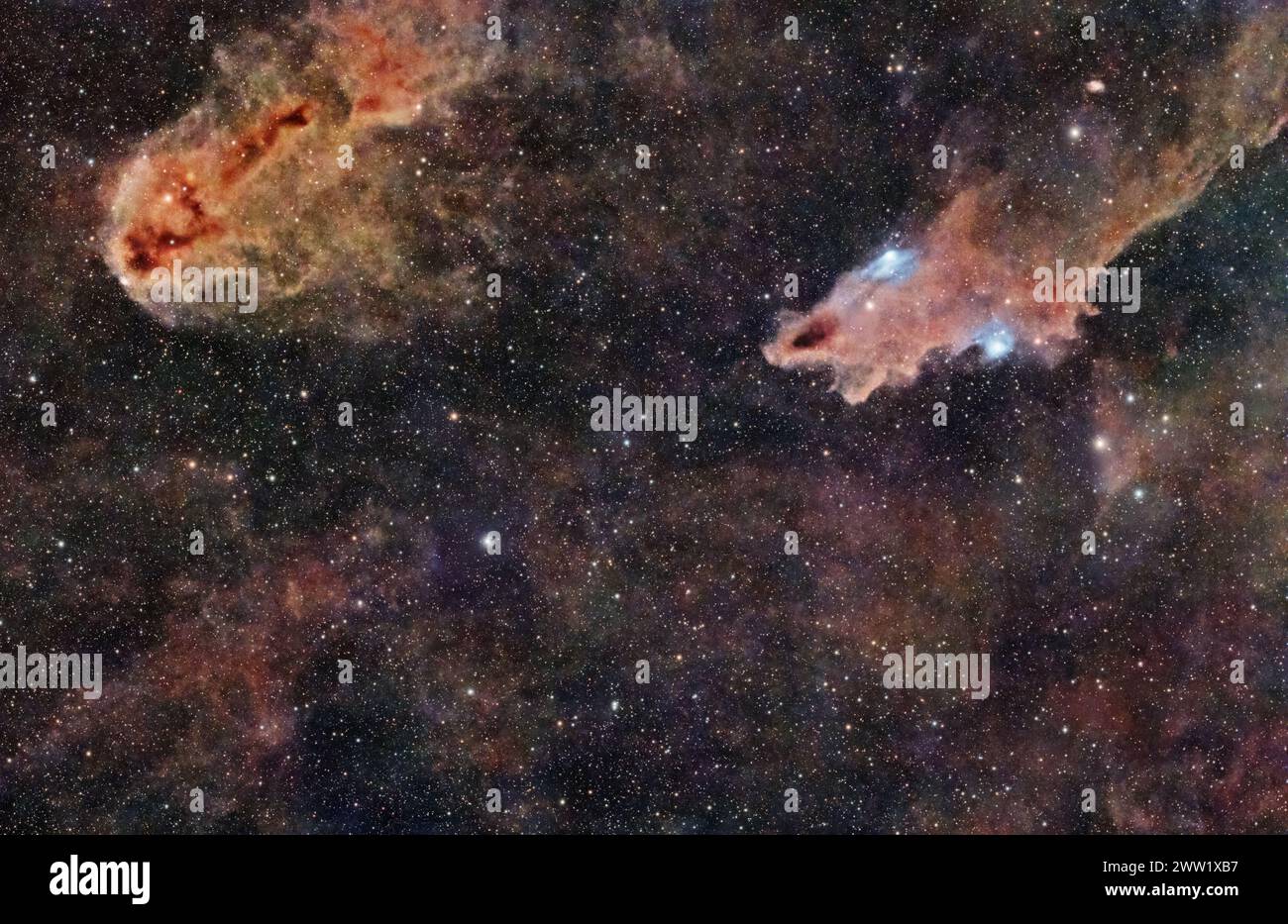 La Nebulosa dello squalo scuro risplende nella cattura del giardino. Foto Stock