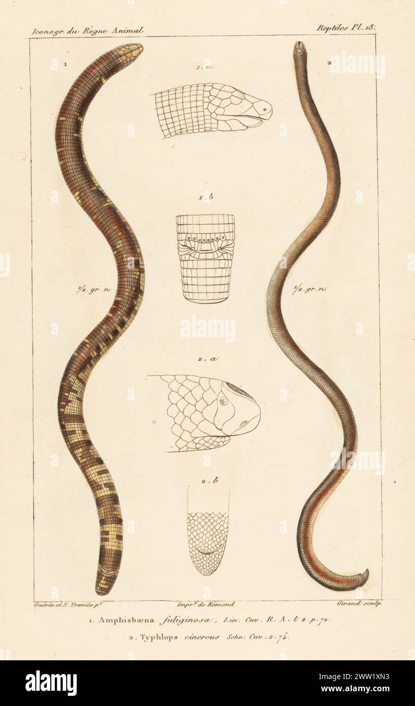 Lucertola di vermi bianco e nero, Amphisbaena fuliginosa 1 e serpente cieco di Diard, Argyrophis diardii 2. Incisione a mano di Eugene Giraud su lastra di rame stipple dopo un'illustrazione di Felix-Edouard Guérin-Méneville e Edouard Travies da Iconographie du règne Animal de George Cuvier di Guérin-Méneville, Iconography of the Animal Kingdom di George Cuvier, J. B. Bailliere, Parigi, 1829-1844. Foto Stock