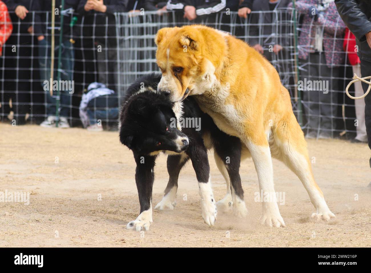 BAZHOU, CINA - 20 MARZO 2024 - lotta con i cani durante i secondi Giochi sportivi tradizionali per agricoltori e pastori a Bazhou, provincia dello Xinjiang, Cina, Foto Stock