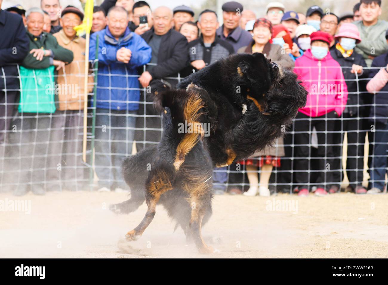 BAZHOU, CINA - 20 MARZO 2024 - lotta con i cani durante i secondi Giochi sportivi tradizionali per agricoltori e pastori a Bazhou, provincia dello Xinjiang, Cina, Foto Stock