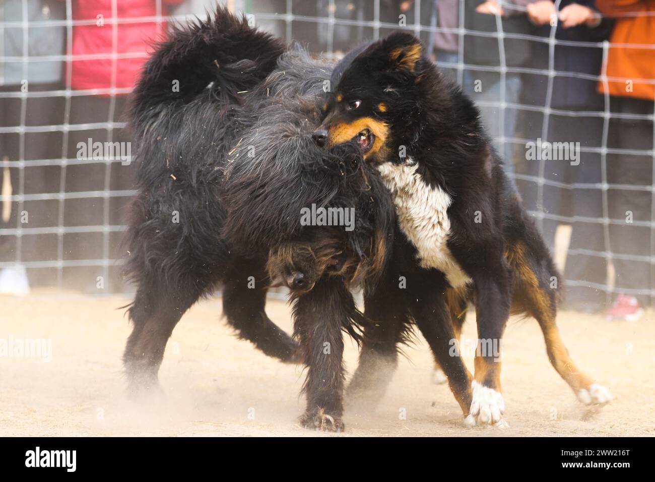 BAZHOU, CINA - 20 MARZO 2024 - lotta con i cani durante i secondi Giochi sportivi tradizionali per agricoltori e pastori a Bazhou, provincia dello Xinjiang, Cina, Foto Stock