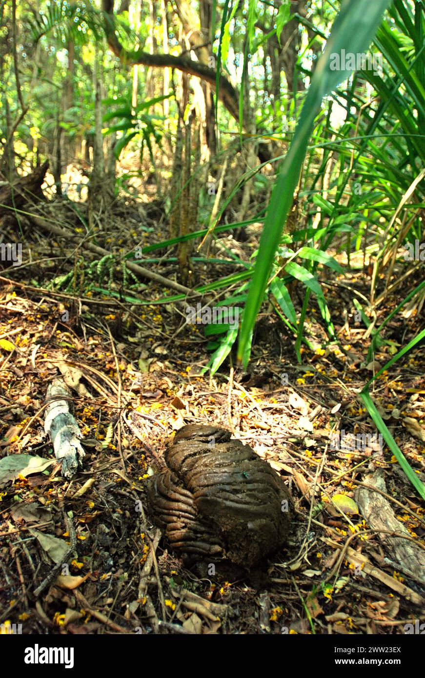 Uno sterco mammifero che si trova sul fondo della foresta nel Parco Nazionale di Ujung Kulon, che è l'unica casa del rinoceronte di Giava in pericolo critico, ed è anche un habitat protetto per banteng, maiali con bande e più di 30 altre specie di mammiferi endemiche, situate a Pandeglang, Banten, Indonesia. L'Unione Internazionale per la conservazione della natura (IUCN) conclude che l'innalzamento delle temperature ha portato, tra gli altri, a cambiamenti ecologici, comportamentali e fisiologici nelle specie animali e nella biodiversità. "Oltre all'aumento dei tassi di malattie e degli habitat degradati, il cambiamento climatico sta anche causando... Foto Stock