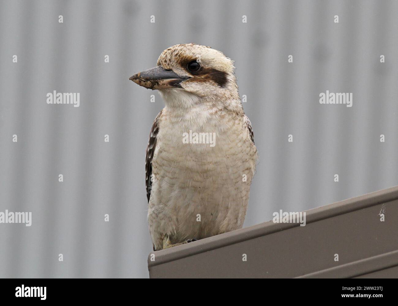 Primo piano ritratto di un uccello di kookaburra ridendo in Australia Foto Stock