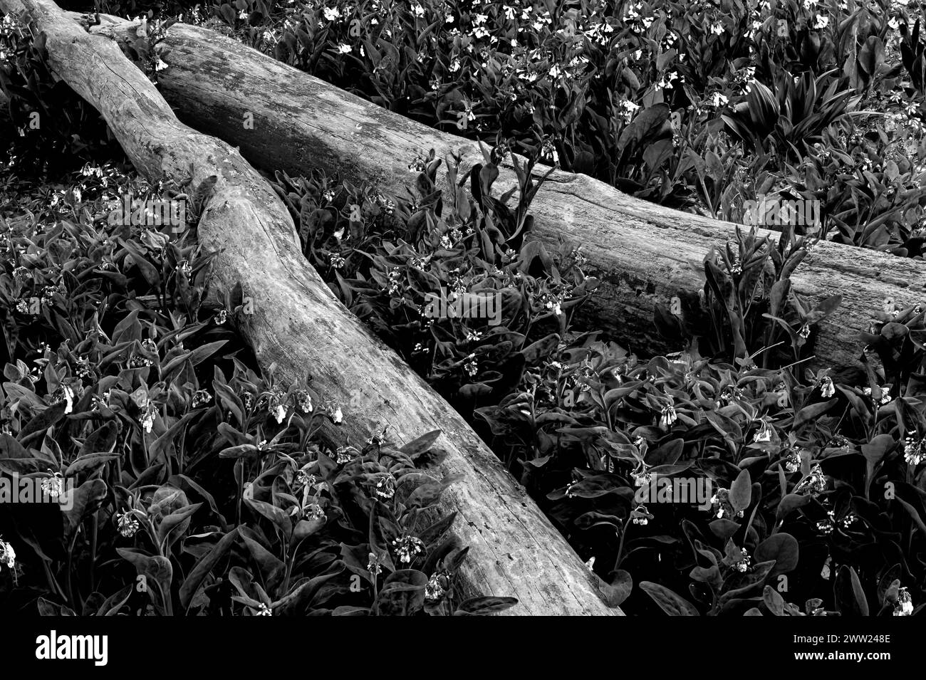 Bluebells riempiono il pavimento della foresta in una pianura sono vicino ad un piccolo torrente nella riserva naturale della foresta di Black Partridge Woods, Cook County, Illinois Foto Stock