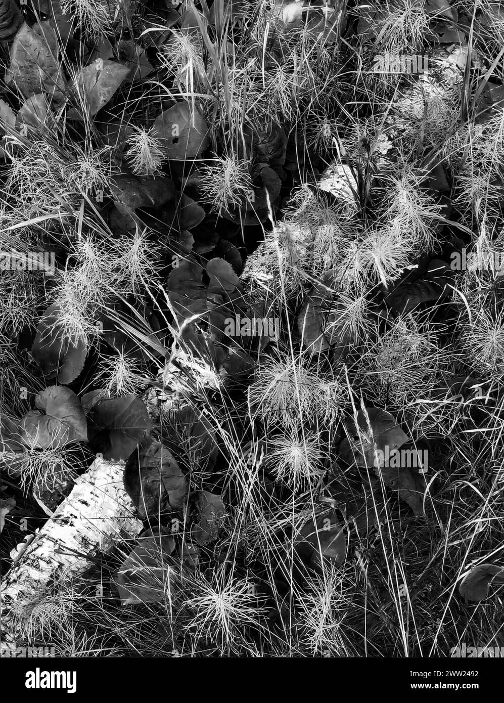 Foglie e erbe di Aster circondano un tronco di betulla al parco statale del faro di Split Rock Foto Stock