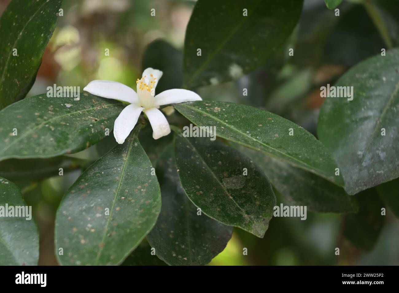 Splendida vista di un piccolo fiore di agrumi bianco che fiorisce su un ramoscello. Questa pianta di agrumi, localmente nota come NAS naran, produce piccoli frutti rotondi Foto Stock