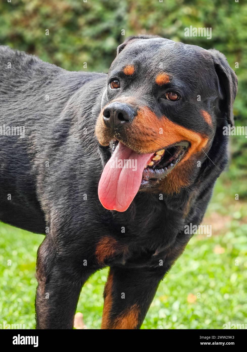 Ritratto di un cane rottweiler felice e amichevole. Foto Stock