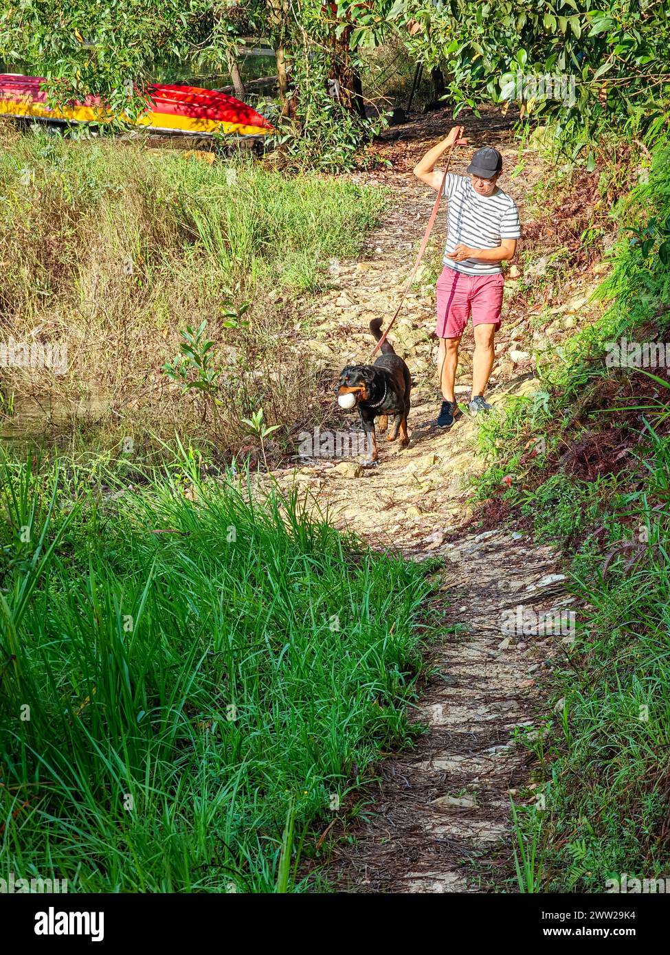 Uomo che cammina il suo cane nella foresta. Concetto di stile di vita sano o estivo. Foto Stock