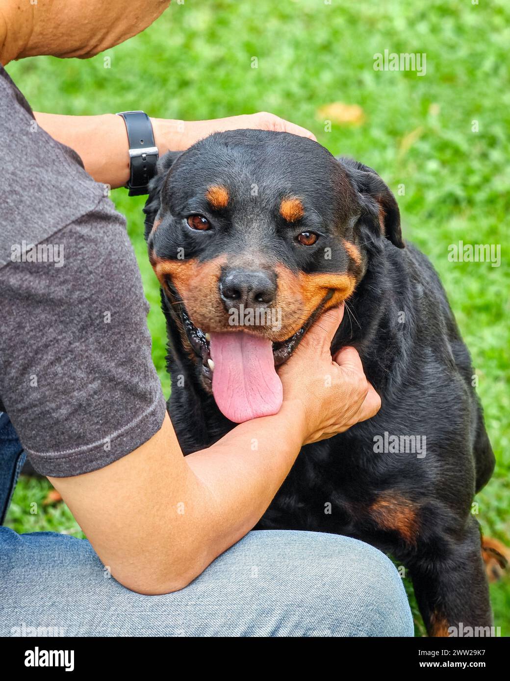 Il proprietario del cane accarezza il collo e la testa del cane. Concetto di amore e affetto. Foto Stock