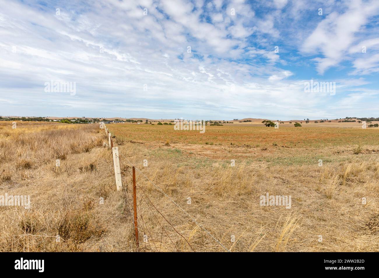 Paesaggio australiano vicino a Dutton in Australia meridionale, terreno agricolo per la coltivazione di grano e cereali, paesaggio secco nell'ondata di caldo autunnale, Australia meridionale Foto Stock