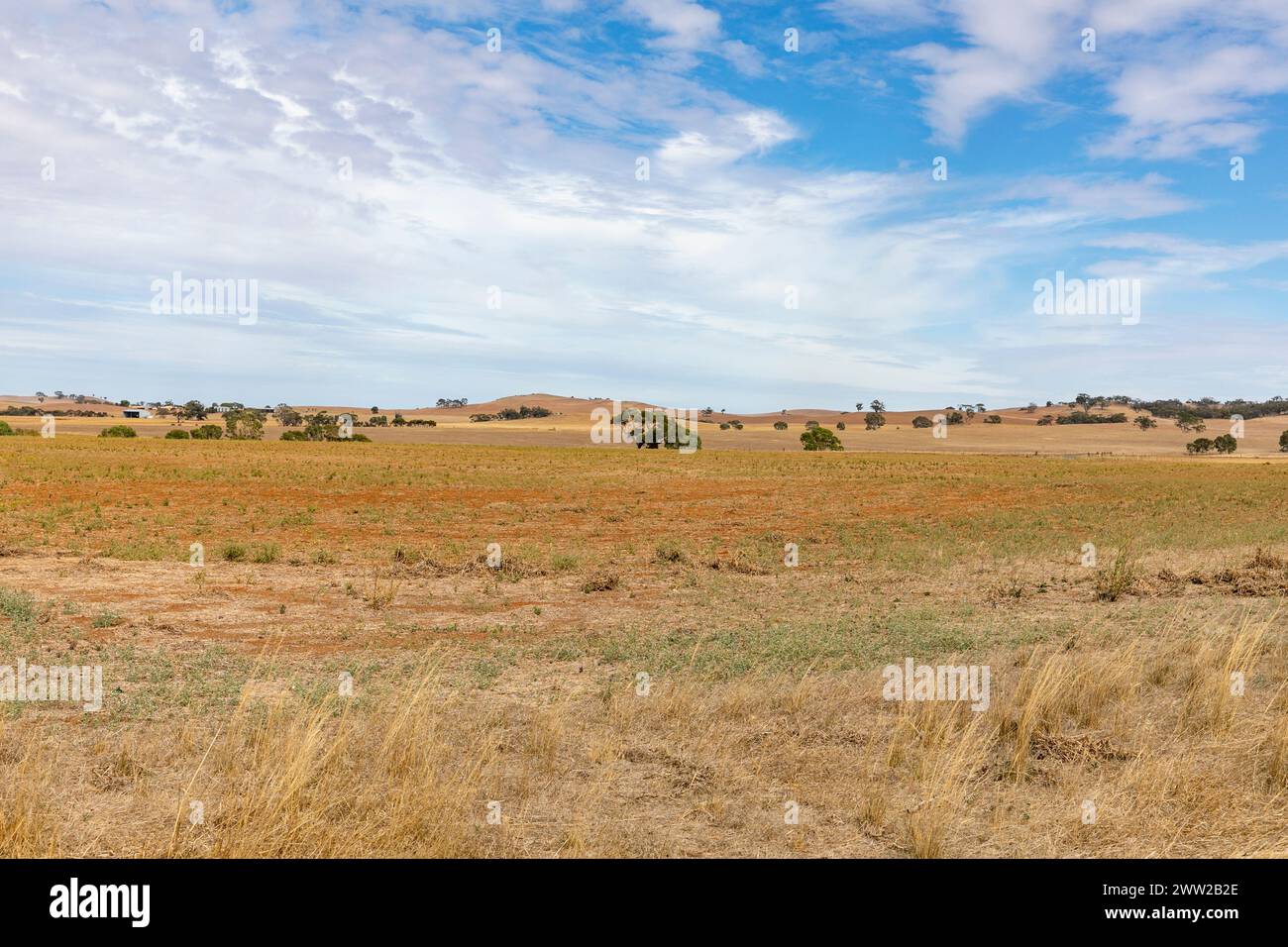 Paesaggio australiano vicino a Dutton in Australia meridionale, terreno agricolo per la coltivazione di grano e cereali, paesaggio secco nell'ondata di caldo autunnale, Australia meridionale Foto Stock