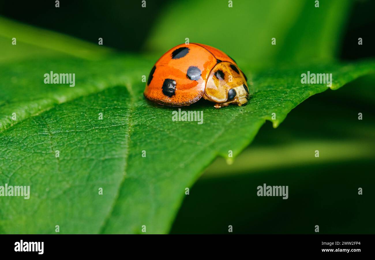 Ladybugs rosso su foglia verde e natura sfondo sfocato. Foto Stock