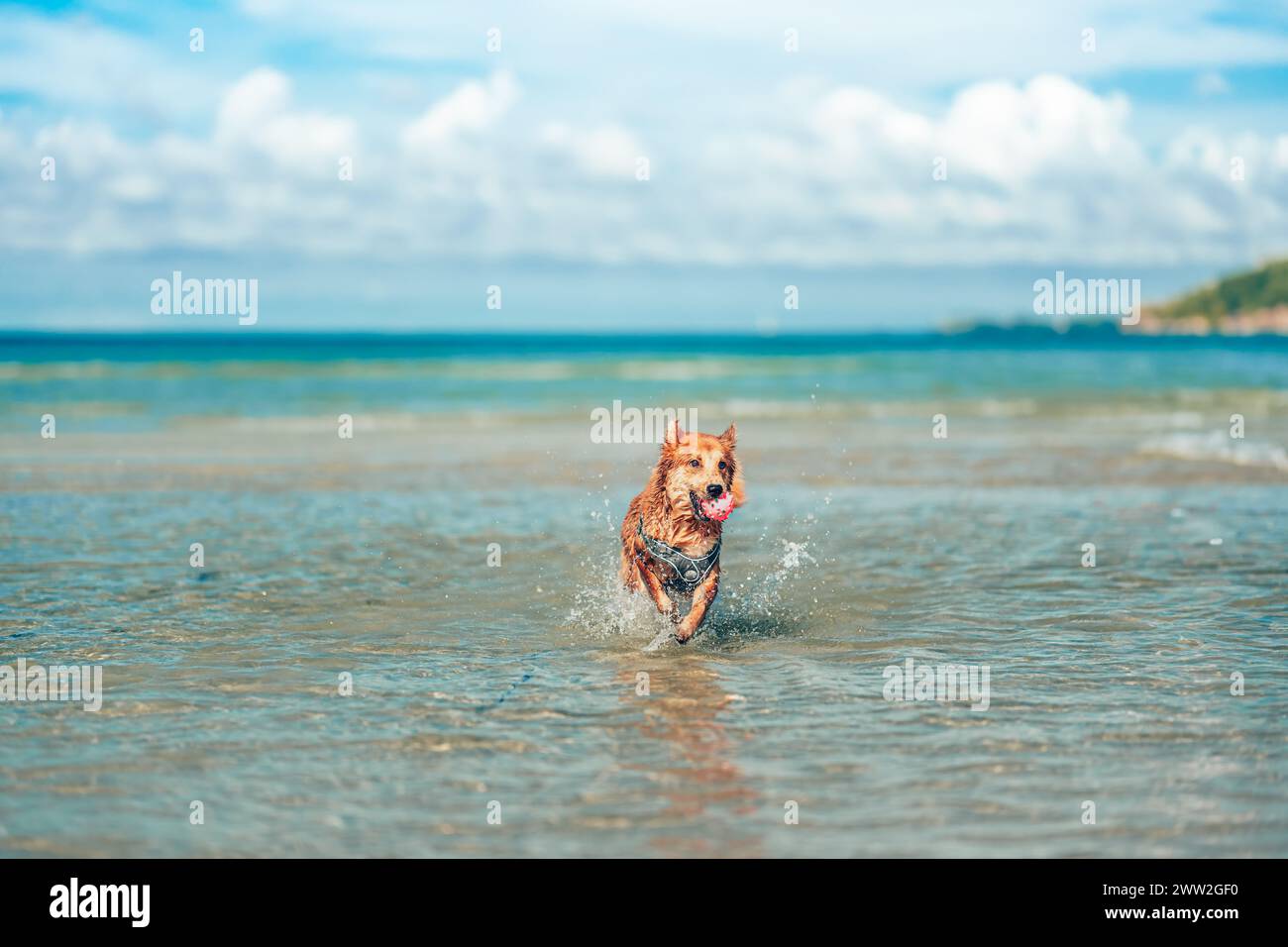 Cane che gioca sull'acqua della spiaggia. concetto di cane, animale domestico, famiglia. Foto Stock