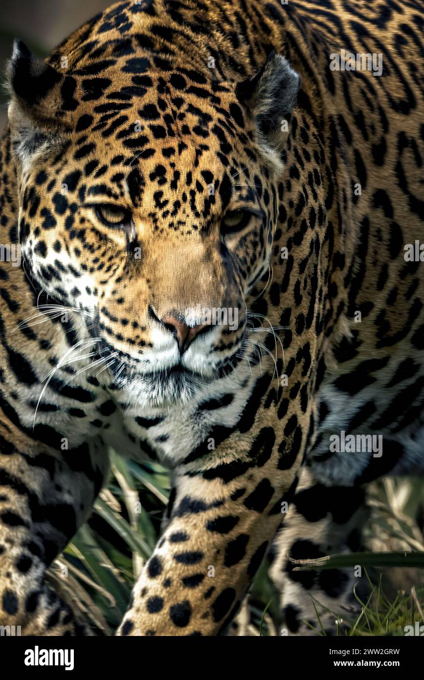 Un leopardo che si aggira su un terreno erboso alla luce del sole. Foto Stock