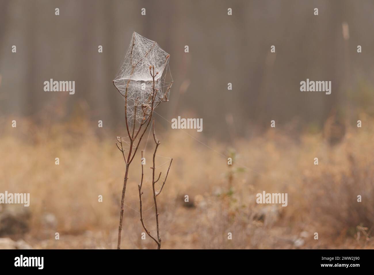 Ragnatela su ramoscello asciutto con bokeh della foresta durante la nebbia in Sierra de Mariola, Spagna Foto Stock