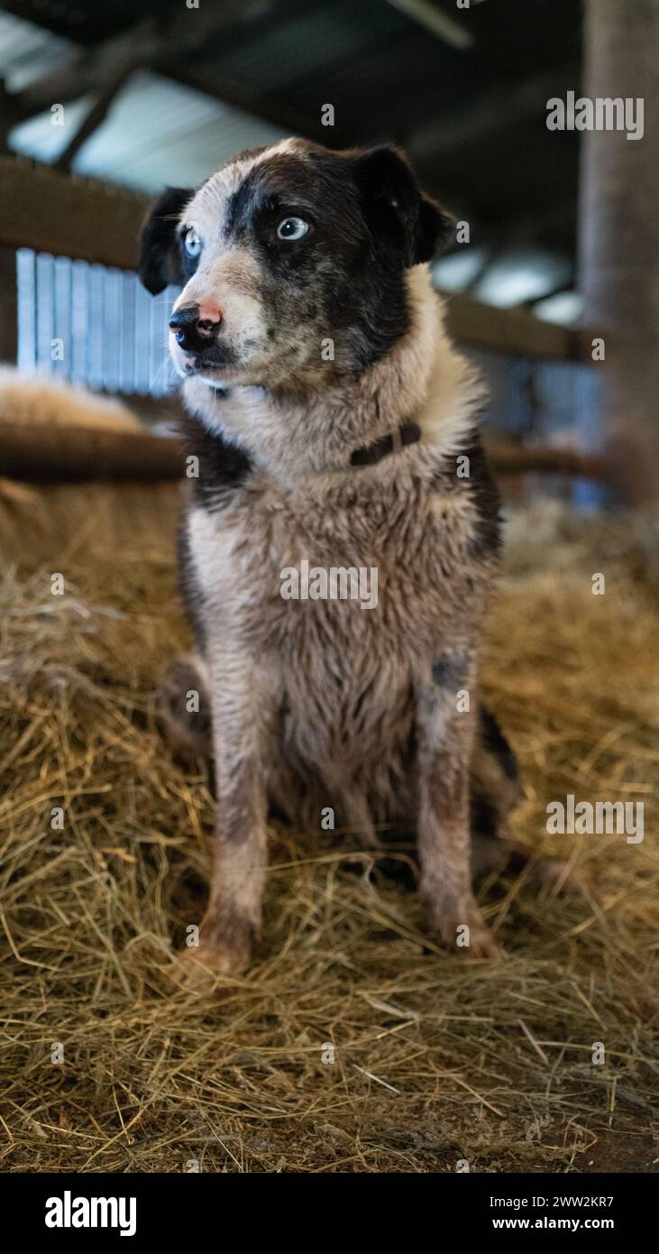 Un cane da pastore di Border Collie che lavora in una fattoria a Brecon Beacons, Galles, marzo 2023 Foto Stock