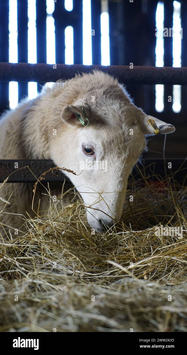 Un gregge gallese di pecore e agnelli Ewe che si nutrono di fieno all'interno di un capannone in Galles, marzo 2023 Foto Stock