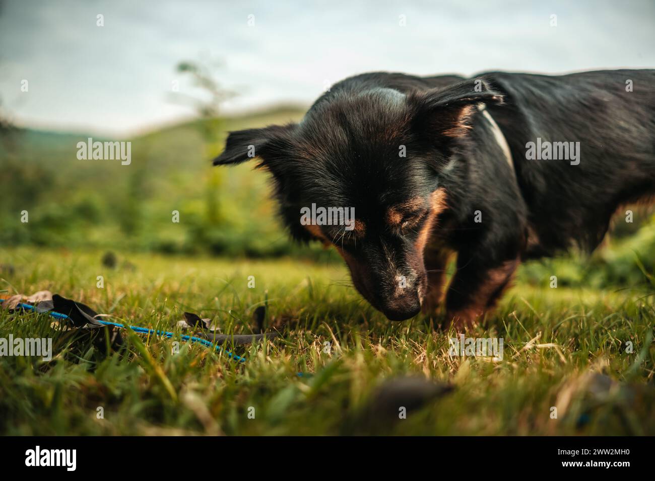 Gioca e rilassati sull'erba. PET, famiglia, amicizia. Foto Stock