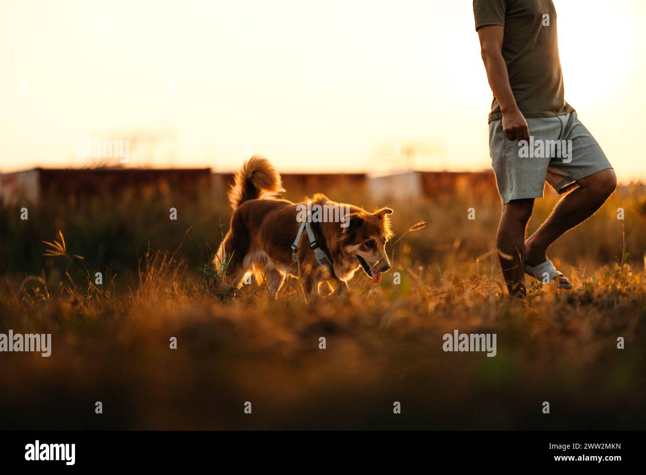 dog happy cammina sul prato con il suo proprietario durante il tramonto. Animali domestici e famiglia. Foto Stock