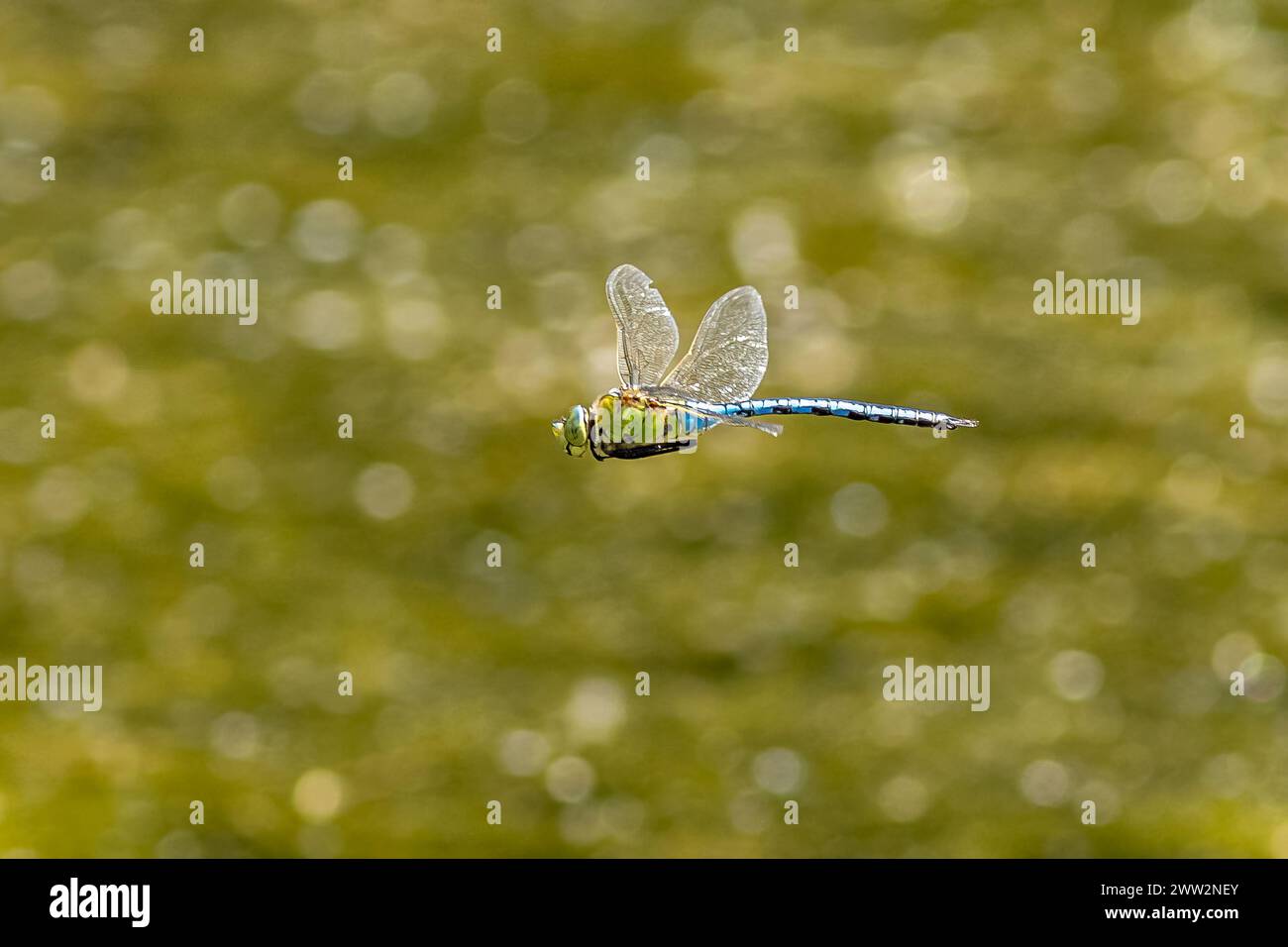 Dragonfly imperatore (Anax imperator) in volo sull'acqua. Foto Stock