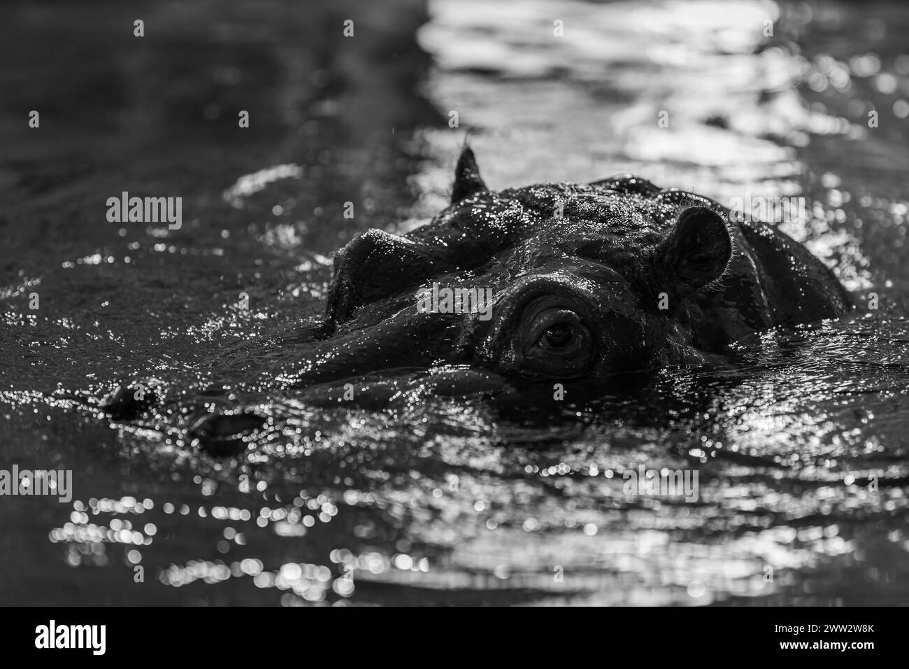 Ritratto ravvicinato di un ippopotamo ippopotamo anfibio in uno zoo di Vienna, Austria Austria Foto Stock