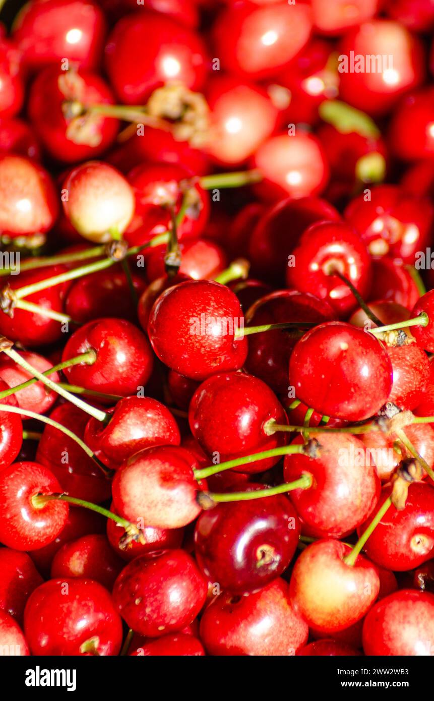 attenzione selettiva, ciliegie appena raccolte. Agricoltura biologica, concetto di frutta primaverile Foto Stock
