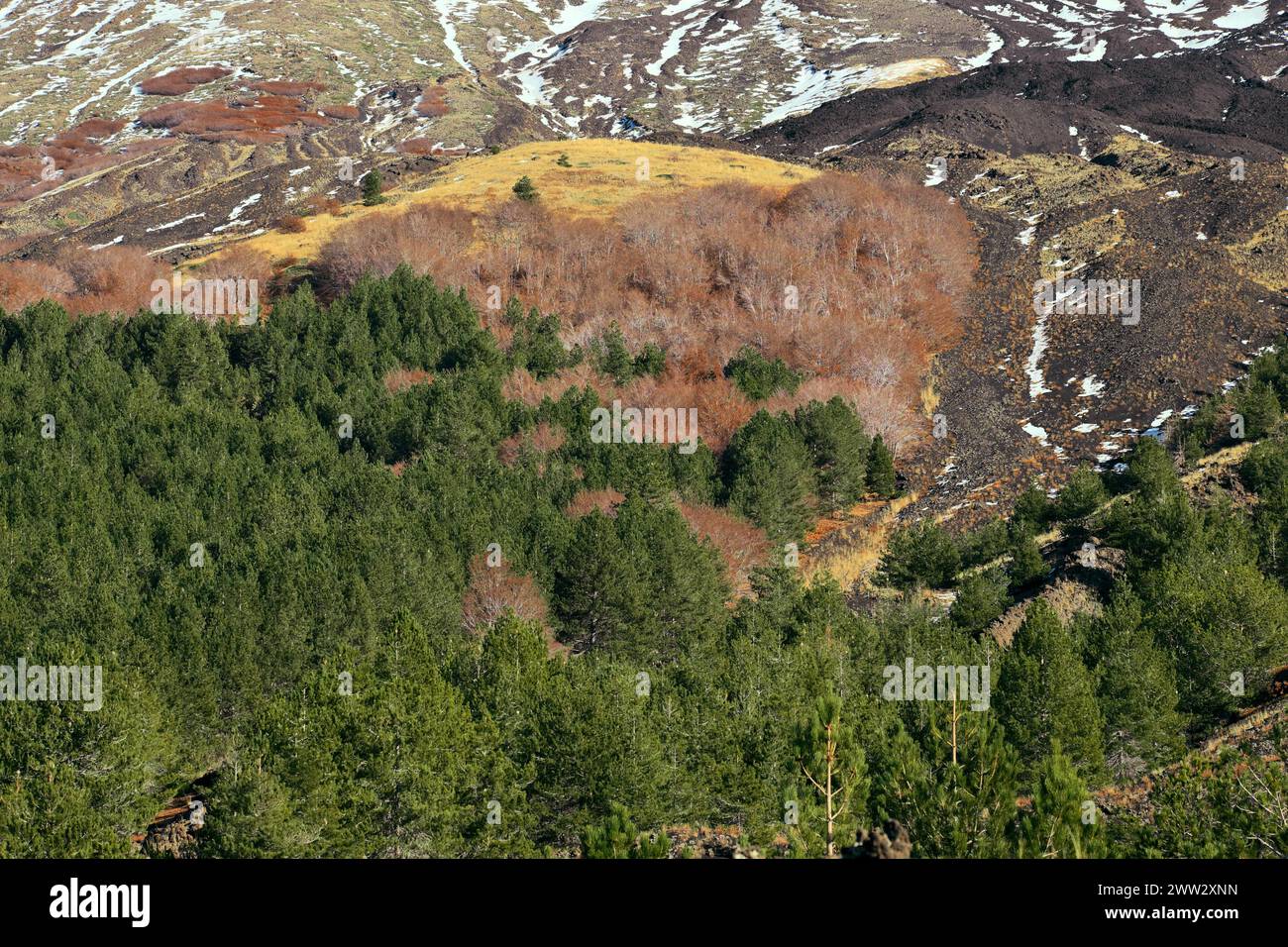 Bosco misto di alberi a forma di foglie decidue e sempreverdi nel Parco dell'Etna, Sicilia, Italia Foto Stock