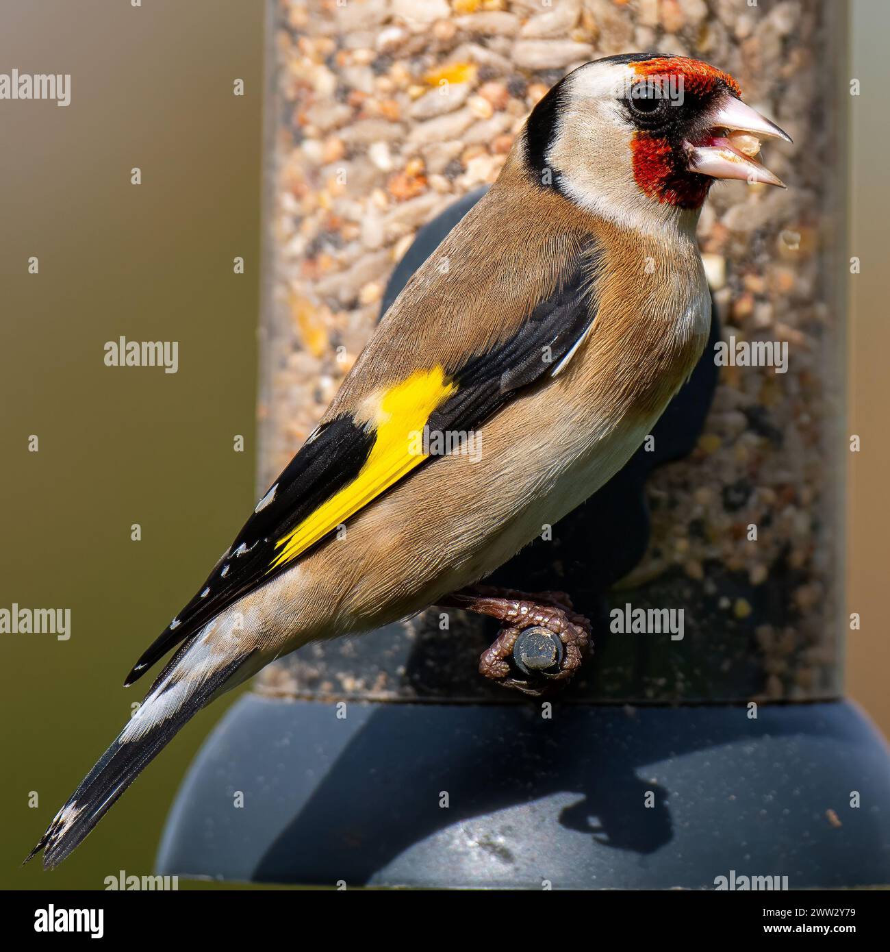 Un Goldfinch adulto, Carduelis carduelis, arroccato su un mangiatoia pieno di semi di nyger Foto Stock