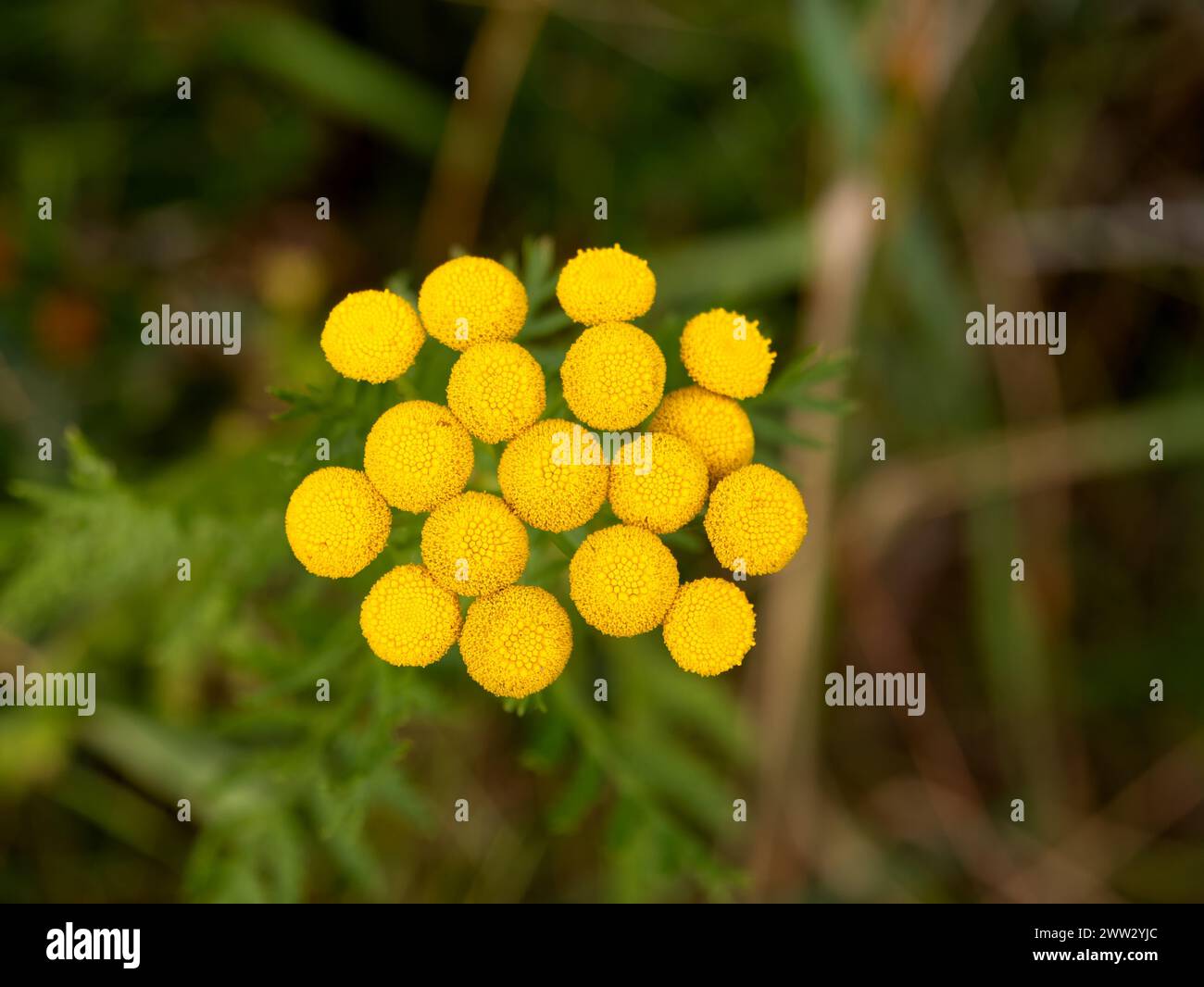 Tansy, bottoni amari, mucca amara, bottoni dorati, Tanacetum vulgare, fiori gialli su sfondo a foglia scura Foto Stock