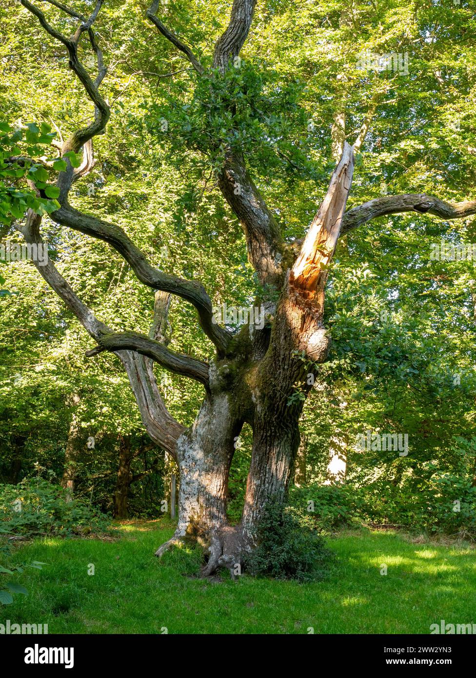 Antico albero di quercia nella foresta di Ege-Hassel sull'isola di Livø a Limfjord, Nordjylland, Danimarca Foto Stock