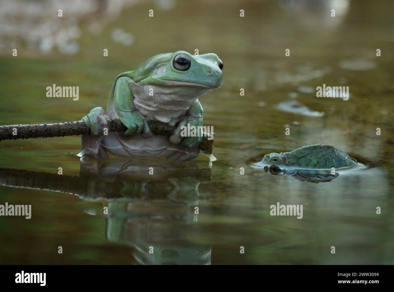 Un amico di Frog, che guarda la TARTARUGA INDONESIA, Una TARTARUGA ha ribaltato le carte in tavola su una rana appollaiandosi sulla testa per una giostra. Scattato nella città di Foto Stock