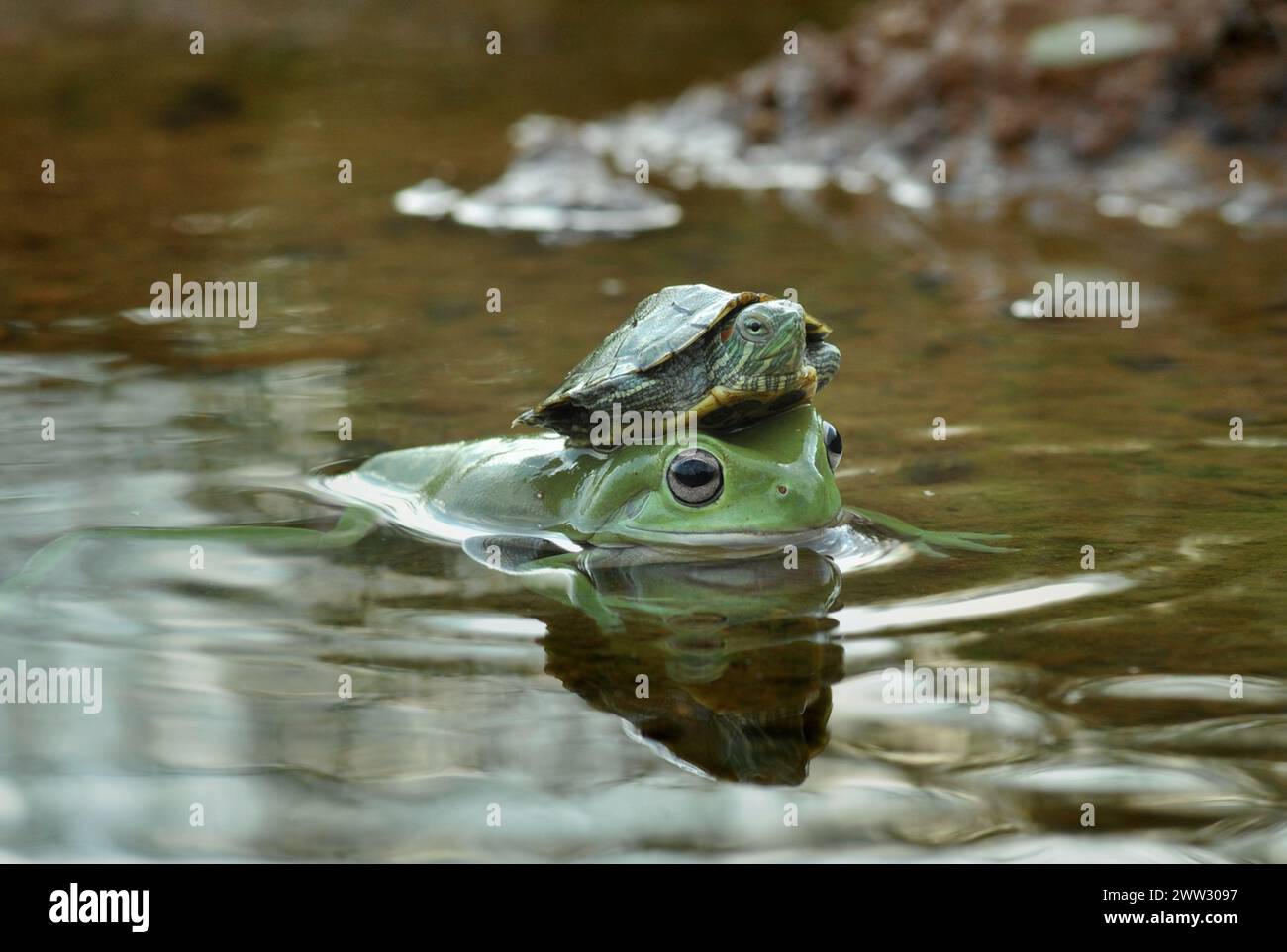Tartaruga felice appollaiata sulla rana. INDONESIA Una TARTARUGA ha voltato le carte in tavola su una rana appollaiandosi sulla sua testa per una giostra. Incastrato nella c Foto Stock